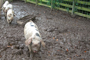 Pigs enjoying the mud